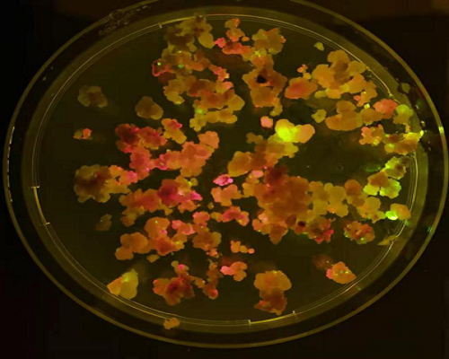 1615971879964379.png 圖片10.png