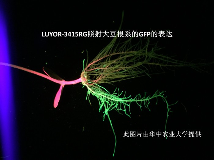 LUYOR-3145RG觀察大豆根係中的gfp熒光蛋白的表達