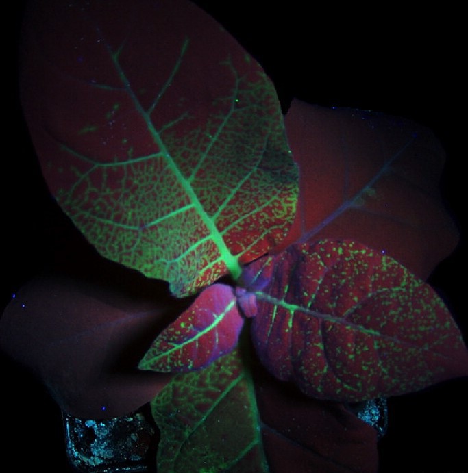 高強度紫外線燈用於觀察GFP的表達