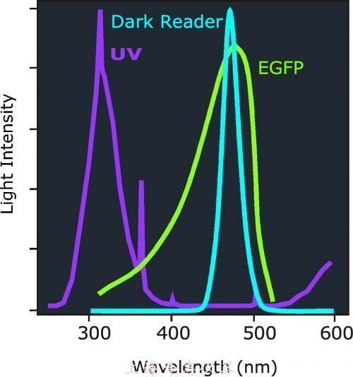藍色激發光源用於綠色熒光蛋白激發