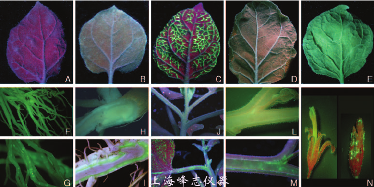 藍色激發光源用於綠色熒光蛋白激發