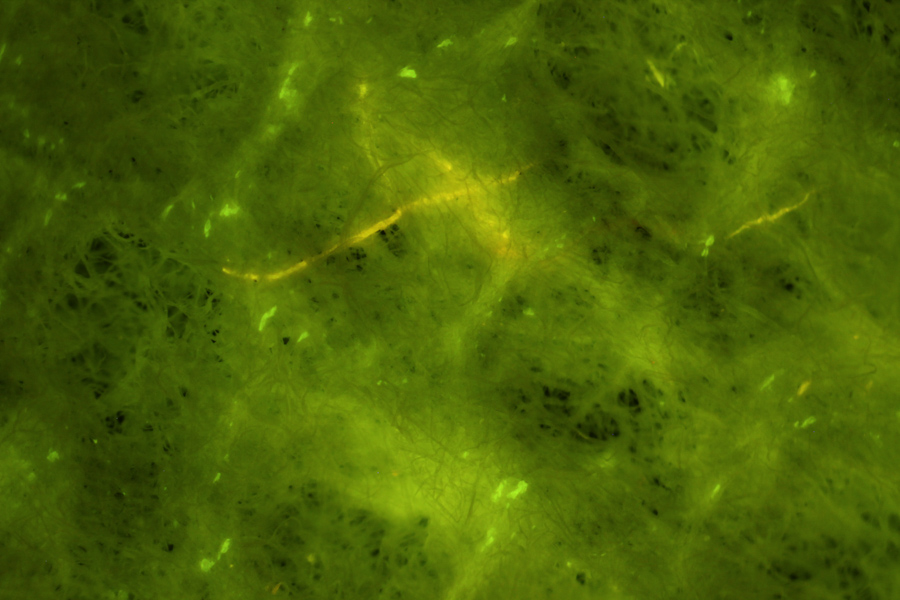 熒光適配器用於環境中微塑料觀察