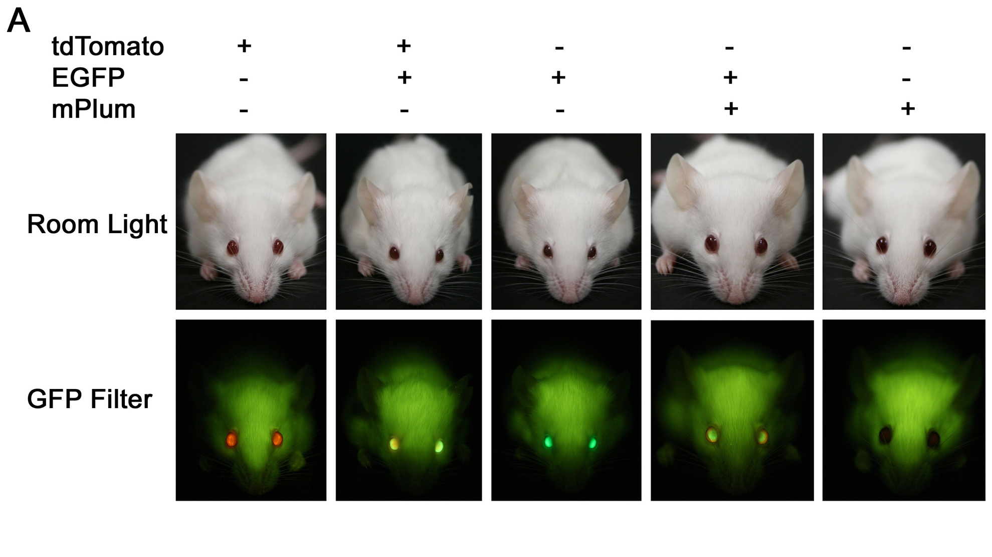 ​GFP手電筒用於轉基因研究的熒光標記