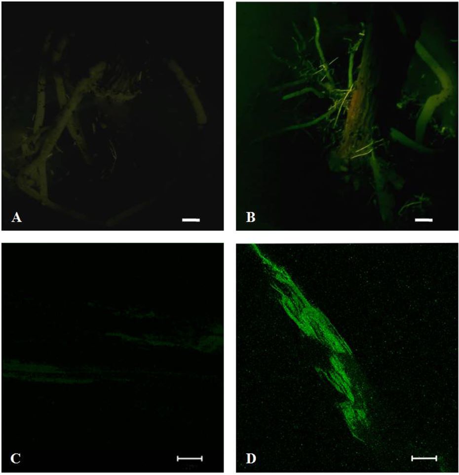 GFP手電筒檢測根係的GFP和DsRED熒光