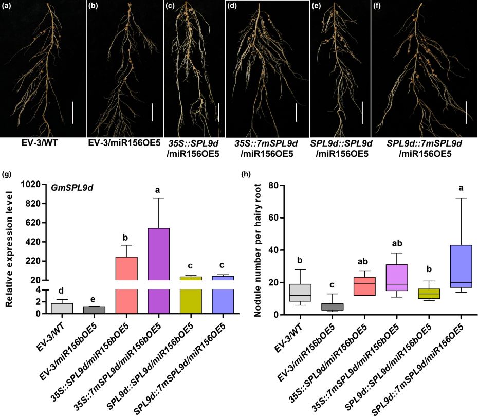 LUYOR-3415RG用於大豆根係轉化的檢測