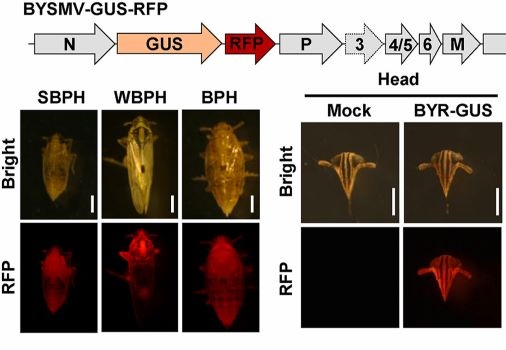 LUYOR-3415RG用於觀察RFP在飛虱上的表達