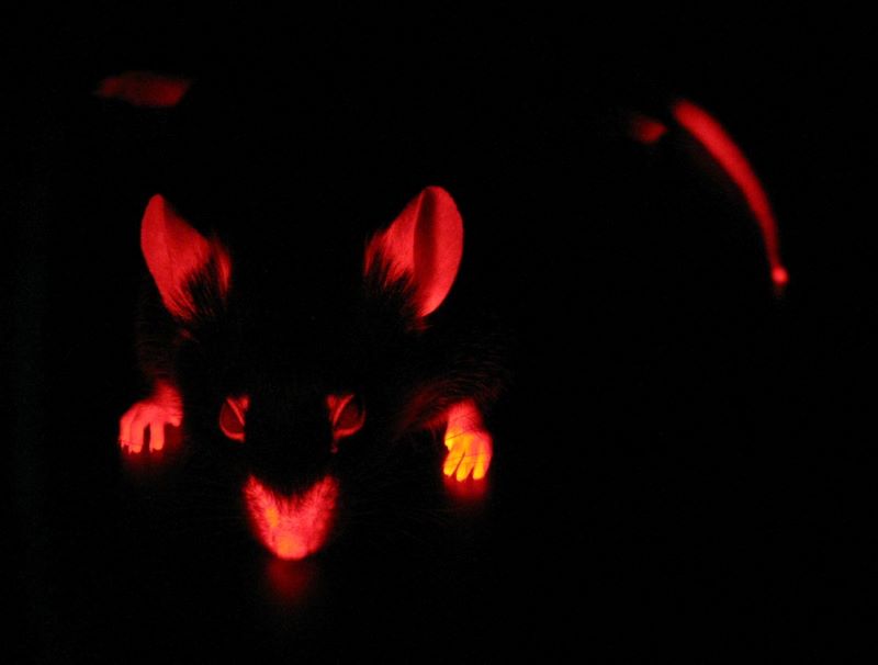 檢測dsred熒光用什麼顏色熒光手電筒？