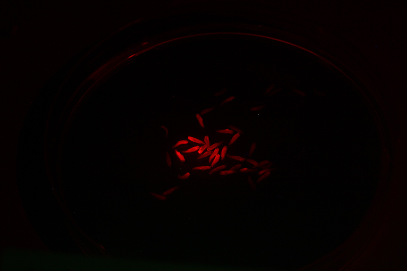 Xenopus_NXR_2012_044 (1).jpg