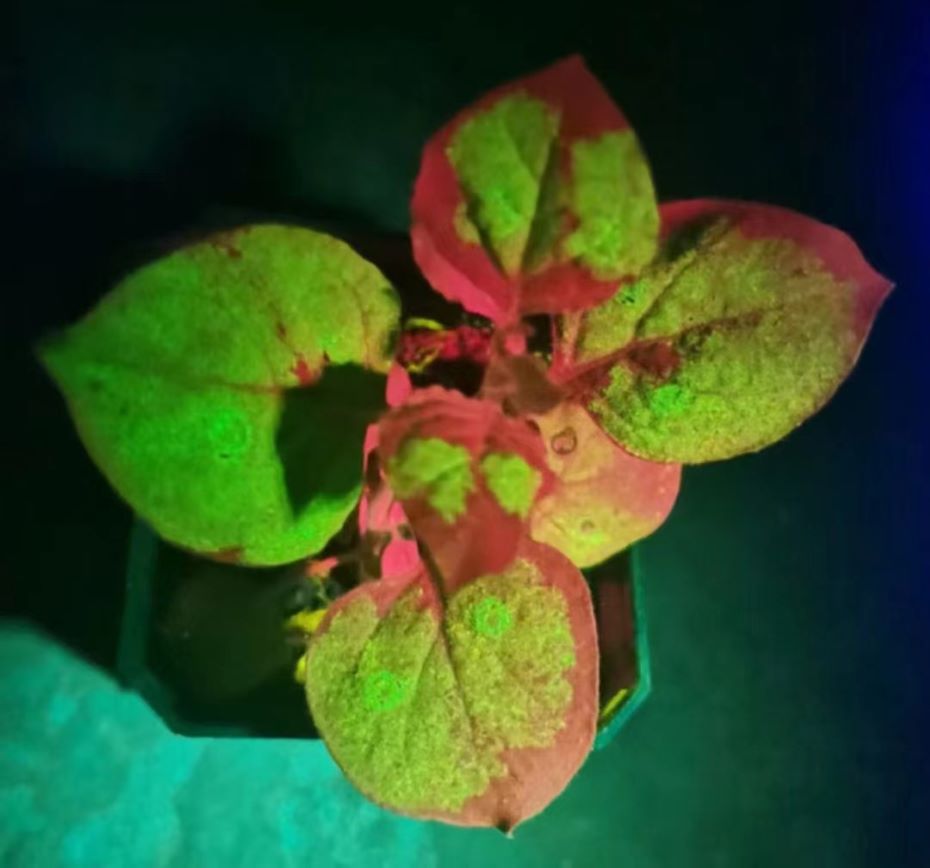 手持式檢測轉基因的熒光表達的手電筒有哪些？