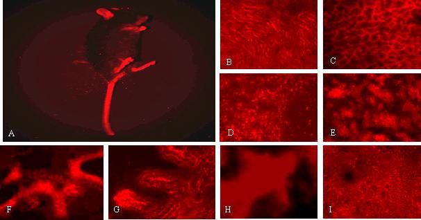 熒光顯微鏡熒光光源的綠光有什麼用