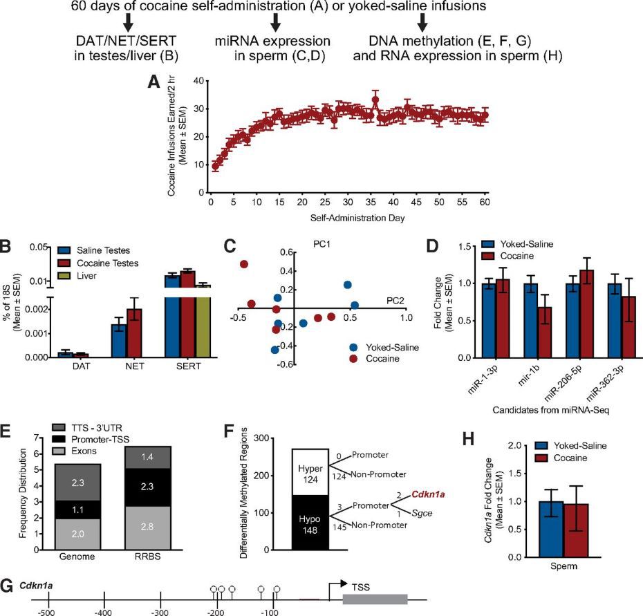 熒光手電筒用於可卡因誘導精子甲基化
