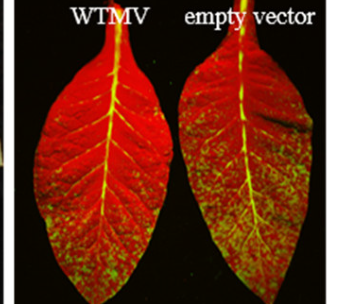 LUYOR-3415用於研究野生番茄花葉病毒