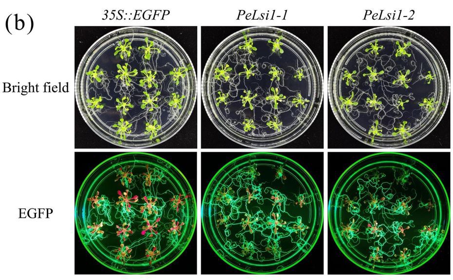 1666066593.jpg 1-s2.0-S0141813022023455-mmc10_lrg.jpg