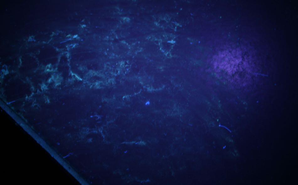 LED黑光燈在鼠患檢驗中的應用