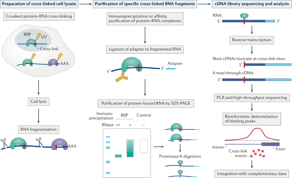 UCL-3500紫外交聯儀用於CLIP-seq實驗