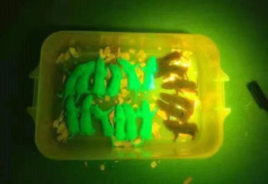 熒光蛋白激發光源如何選購？